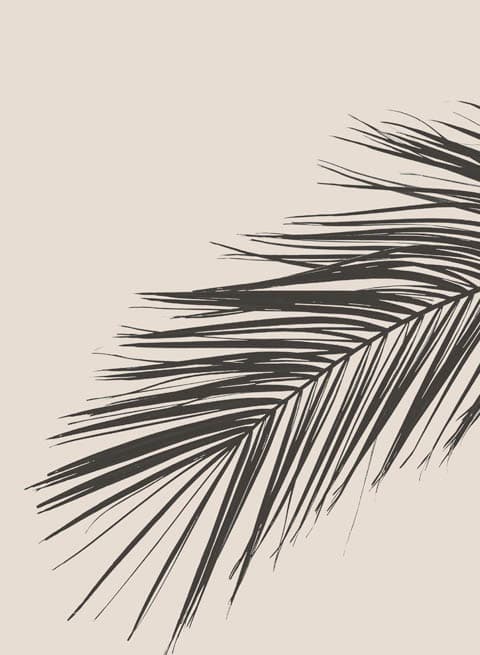 Date palm groves in Al-Ain, Abu Dhabi