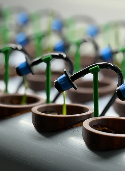 Palm seedlings growing