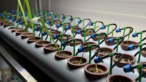 Basic Care for Your Date Palm Seedling