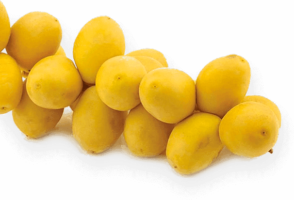 Barhi dates in their golden khalal stage showing the distinctive round shape, grown in the UAE