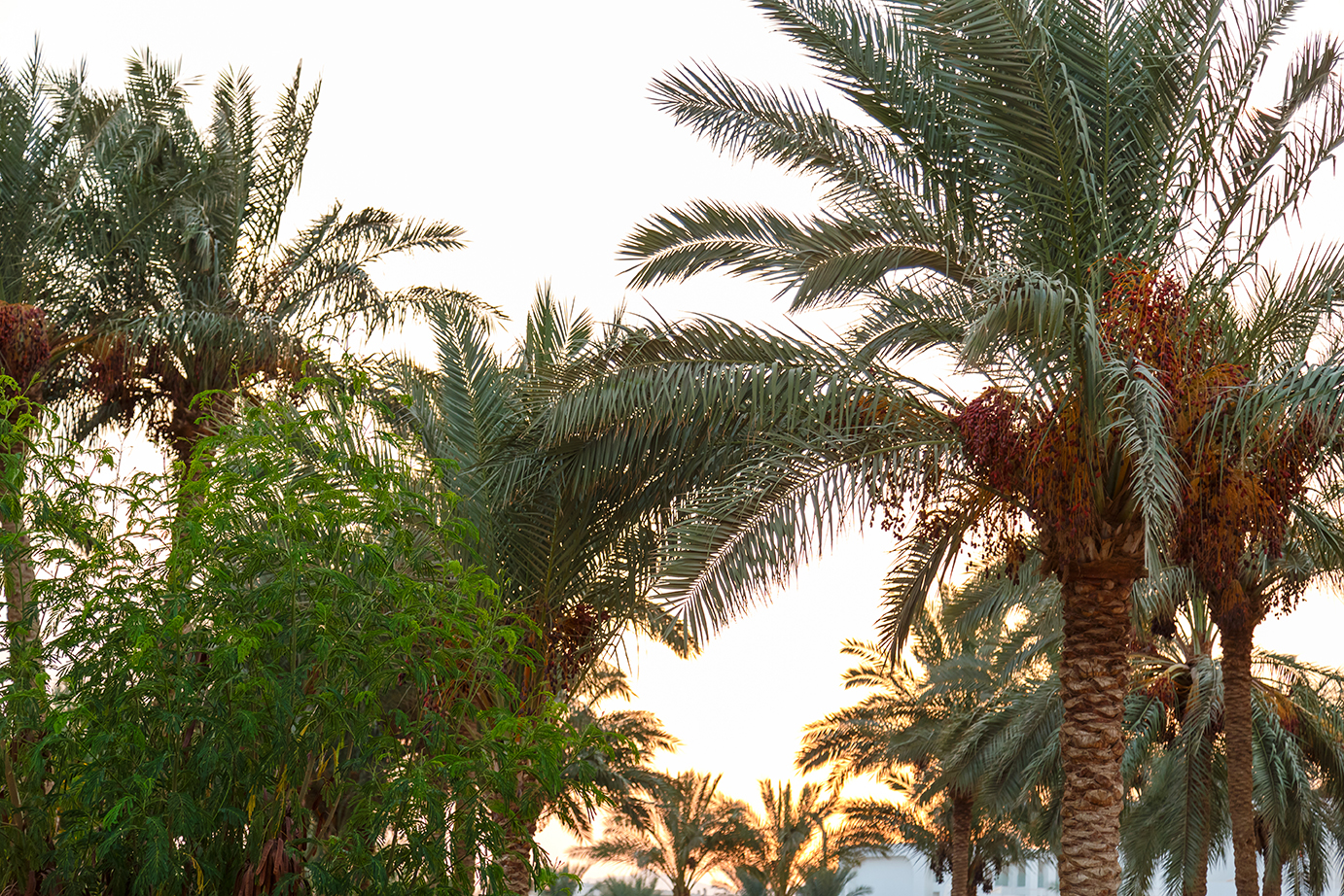 A serene oasis of date palms in the heart of the UAE desert, symbolizing the deep connection between the land and the Emirati people.