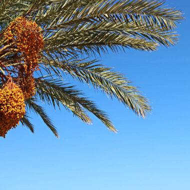 A Date with Tradition: Exploring the Significance of Dates in Emirati Culture