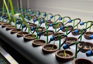 The Date Room - Posts Basic Care for Your Date Palm Seedling