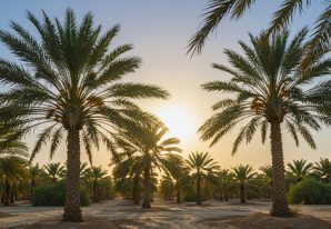 The Date Room - Posts Essential Light and Temperature Guidelines for Young Palms