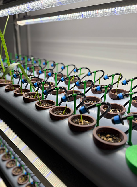 Seeds of heritage - The Date Room